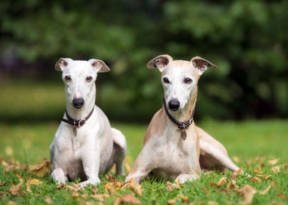 #57. Whippet